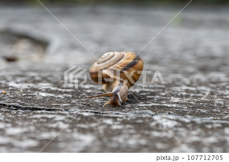 路上を這うカタツムリ（ナミマイマイ） 107712705