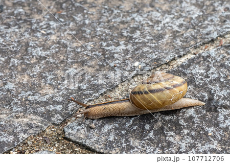 路上を這うカタツムリ(ナミマイマイ) 路上を這うカタツムリ(ナミマイマイ) 107712706