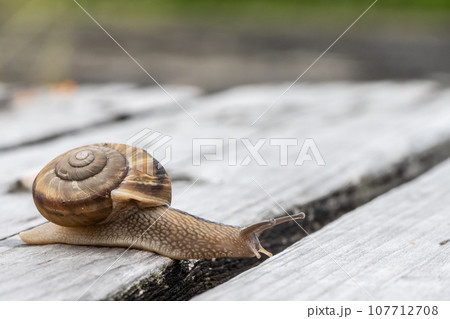 カタツムリ(ナミマイマイ) カタツムリ(ナミマイマイ) 107712708