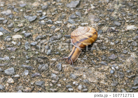 カタツムリ（ナミマイマイ） 107712711