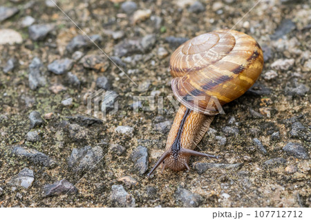 カタツムリ(ナミマイマイ) カタツムリ(ナミマイマイ) 107712712