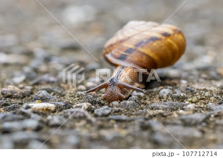 カタツムリ(ナミマイマイ) カタツムリ(ナミマイマイ) 107712714