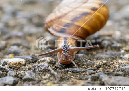 カタツムリ(ナミマイマイ) カタツムリ(ナミマイマイ) 107712715
