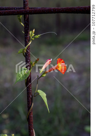鉄筋に絡まって咲いている朱色のマルバルコウの花 鉄筋に絡まって咲いている朱色のマルバルコウの花 107712799