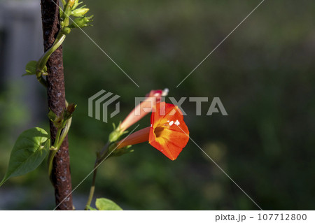 鉄筋に絡まって咲いている朱色のマルバルコウの花 107712800