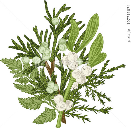 Winter bouquet. Christmas floristry. Greens. Art line style. Mistletoe, junipe, fern. Winter bouquet. Christmas floristry. Greens. Art line style. Mistletoe, junipe, fern. 107713074