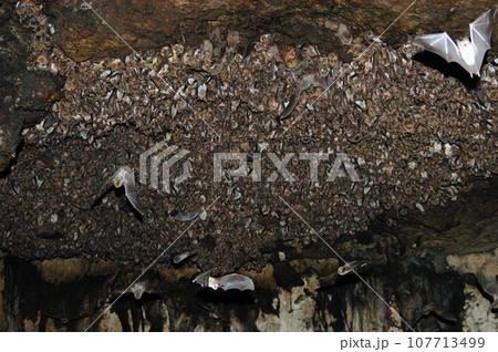 Group of sleeping bats colony in a cave Group of sleeping bats colony in a cave 107713499