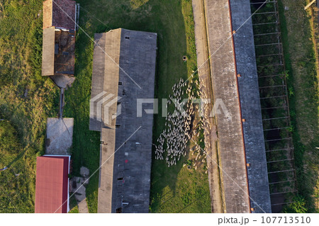 Aerial view of sheep farming. Herd of sheep grazing near farm buildings by drone 107713510