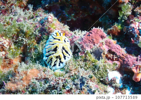海の岩場に生息するユキヤマウミウシ（Reticulidia fungia） 107713589