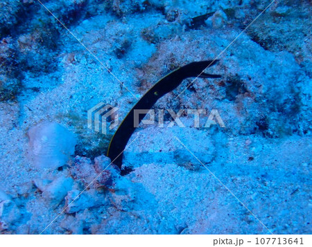海の砂地から顔を出すハナヒゲウツボの幼魚（Rhinomuraena quaesita, 107713641
