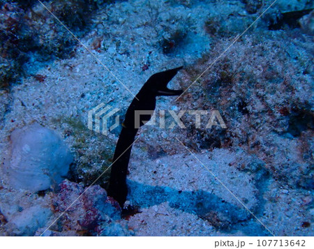 海の砂地から顔を出すハナヒゲウツボの幼魚(Rhinomuraena quaesita, 海の砂地から顔を出すハナヒゲウツボの幼魚(Rhinomuraena quaesita, 107713642