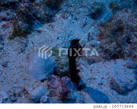 海の砂地から顔を出すハナヒゲウツボの幼魚（Rhinomuraena quaesita, 107713644