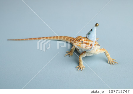 Bearded dragon, pogona vitticeps, isolated on blue background, Tiger Pattern Morphs. Professional studio macro photography on isolated blue background. Dragon in a New Year's blue cap. New Year card. Bearded dragon, pogona vitticeps, isolated on blue background, Tiger Pattern Morphs. Professional studio macro photography on isolated blue background. Dragon in a New Year's blue cap. New Year card. 107713747