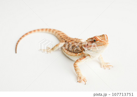 Bearded dragon, pogona vitticeps, isolated on white background, Tiger Pattern Morphs. Professional studio macro photography on isolated white background Bearded dragon, pogona vitticeps, isolated on white background, Tiger Pattern Morphs. Professional studio macro photography on isolated white background 107713751