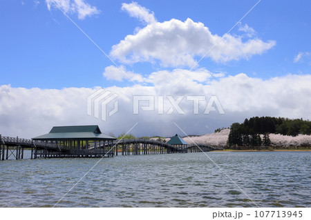 青森県北津軽郡鶴田町 津軽富士見湖に架かる日本一の木造三連太鼓橋の鶴の舞橋と富士見湖パークの桜 青森県北津軽郡鶴田町 津軽富士見湖に架かる日本一の木造三連太鼓橋の鶴の舞橋と富士見湖パークの桜 107713945