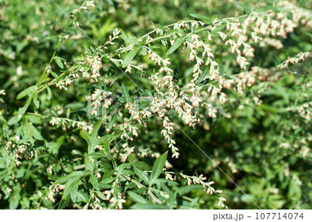 秋の花粉　ヨモギ 107714074