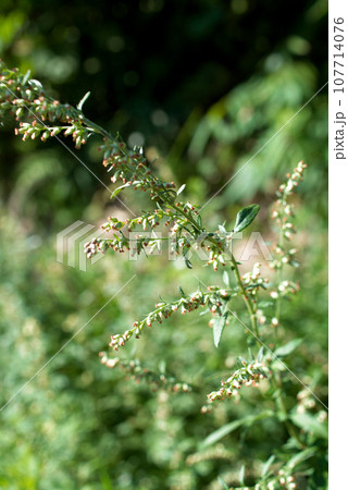 秋の花粉　ヨモギ 107714076