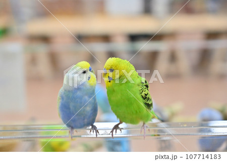 見つめ合う仲良しなセキセイインコ 見つめ合う仲良しなセキセイインコ 107714183