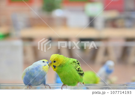 チュッ！　仲良しなセキセイインコ 107714193