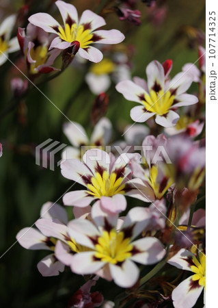 花壇で咲くスイセンアヤメ 107714325