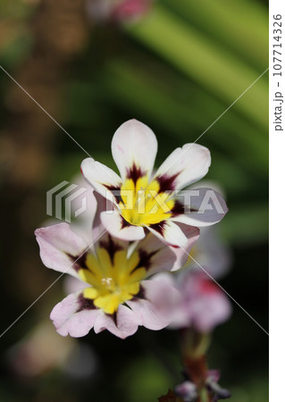 花壇で咲くスイセンアヤメ 107714326