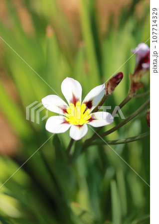 花壇で咲くスイセンアヤメ 花壇で咲くスイセンアヤメ 107714329