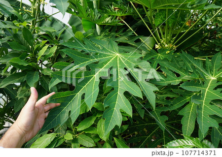 パパイヤの大きな葉っぱ 107714371