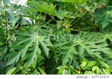 パパイヤの大きな葉っぱ 107714372