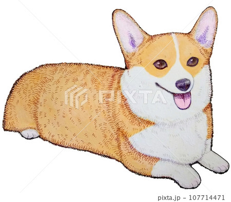 伏せをするお利口なコーギー 107714471