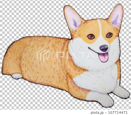 A clever Corgi who lies down 107714471