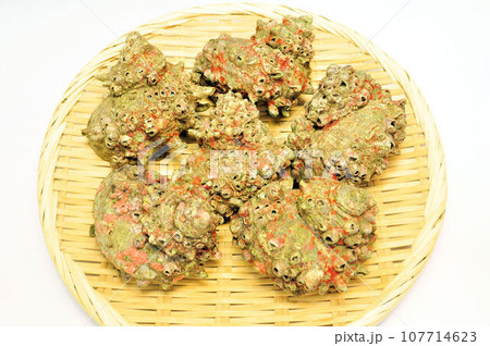 ざるにのせたサザエ ざるにのせたサザエ 107714623