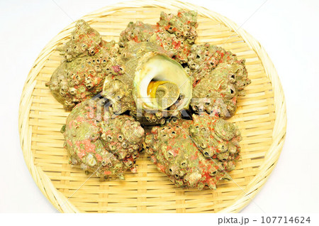 活きさざえ 活きさざえ 107714624