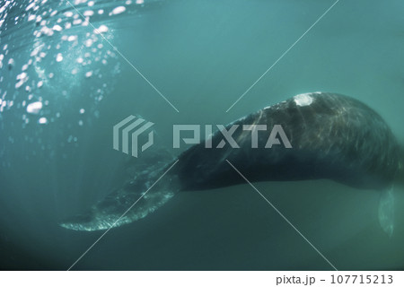 Southern right whale,jumping behavior, Argentina  107715213