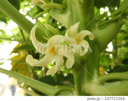 パパイヤの花 107715368