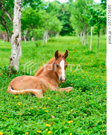Little foal resting on green grass in Vietnam Little foal resting on green grass in Vietnam 107715680