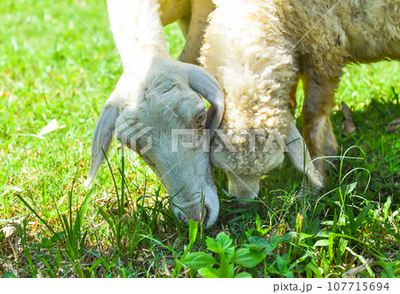 Mum and baby sheeps nibbling grass Mum and baby sheeps nibbling grass 107715694