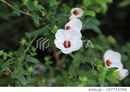 高砂芙蓉(タカサゴフヨウ)の花 高砂芙蓉(タカサゴフヨウ)の花 107715704