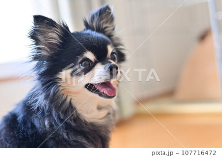 笑顔の可愛いチワワ 飼い主とアイコンタクト 笑顔の可愛いチワワ 飼い主とアイコンタクト 107716472