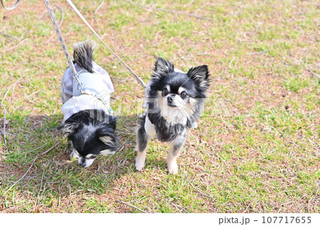 女性と散歩する2匹のチワワ 多頭飼い ペット散歩代行 ペットシッター イメージ 女性と散歩する2匹のチワワ 多頭飼い ペット散歩代行 ペットシッター イメージ 107717655