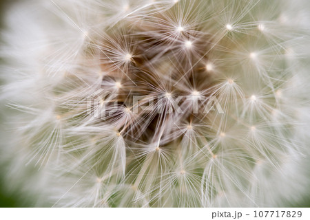 Dandelion Seed Close up Dandelion Seed Close up 107717829