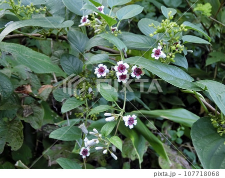 ヘクソカズラ（秋田市豊岩小山・9/10） 107718068