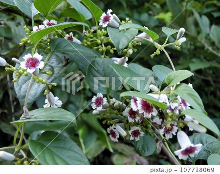 ヘクソカズラ(秋田市豊岩小山・9/10) ヘクソカズラ(秋田市豊岩小山・9/10) 107718069