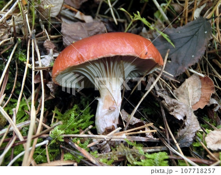 オウギタケ(秋田市下浜桂根・10/8) オウギタケ(秋田市下浜桂根・10/8) 107718257