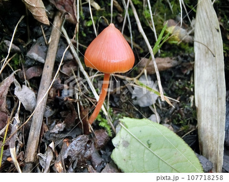アカイボカサタケ(秋田市下浜桂根・10/8) アカイボカサタケ(秋田市下浜桂根・10/8) 107718258