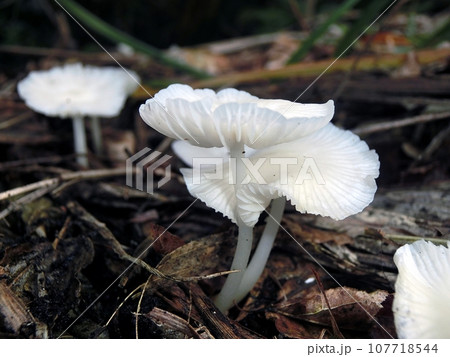 シロホウライタケ(秋田市下浜桂根・10/8) シロホウライタケ(秋田市下浜桂根・10/8) 107718544