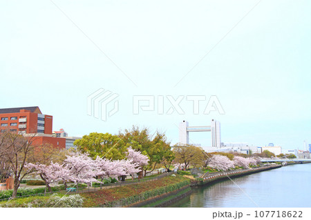 春の愛知県名古屋市、満開の桜とセンチュリーホールの風景 春の愛知県名古屋市、満開の桜とセンチュリーホールの風景 107718622