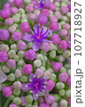 花の壁紙 107718927