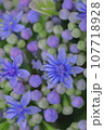 花の壁紙 107718928