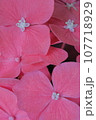 花の壁紙 107718929