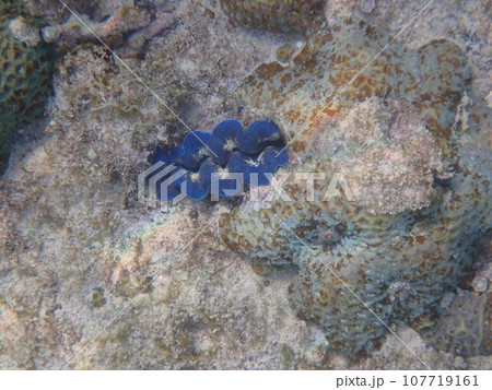 岩の間に生息する青いヒメシャコガイ(Tridacna crocea) 岩の間に生息する青いヒメシャコガイ(Tridacna crocea) 107719161